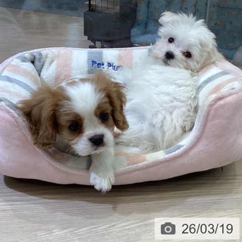 キャバリア・キングチャールズ・スパニエルの写真