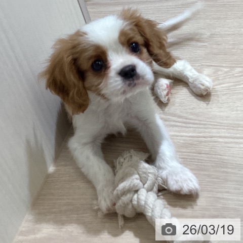 キャバリア・キングチャールズ・スパニエルの写真