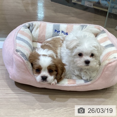 キャバリア・キングチャールズ・スパニエルの写真