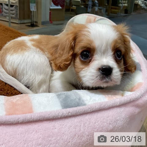 キャバリア・キングチャールズ・スパニエルの写真