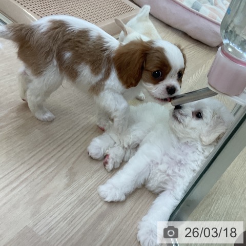 キャバリア・キングチャールズ・スパニエルの写真