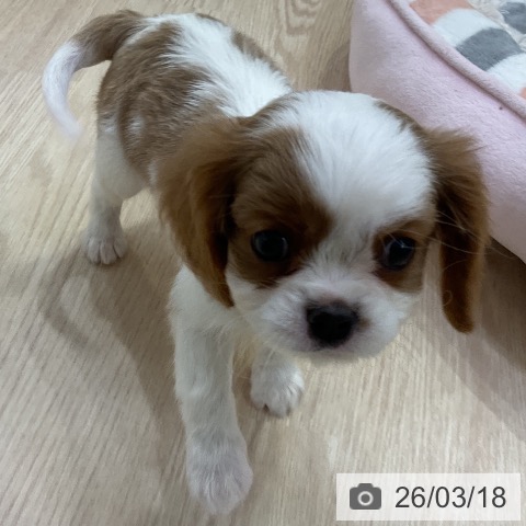 キャバリア・キングチャールズ・スパニエルの写真