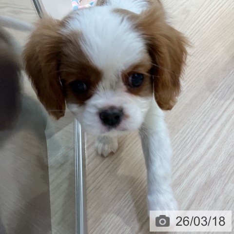 キャバリア・キングチャールズ・スパニエルの写真