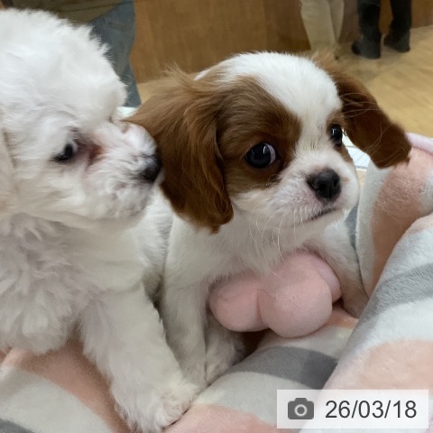 キャバリア・キングチャールズ・スパニエルの写真