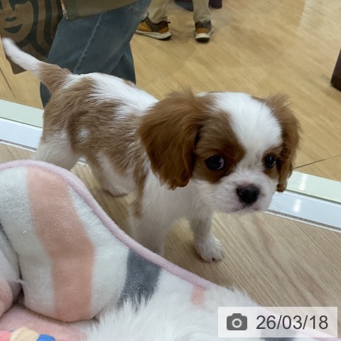 キャバリア・キングチャールズ・スパニエルの写真