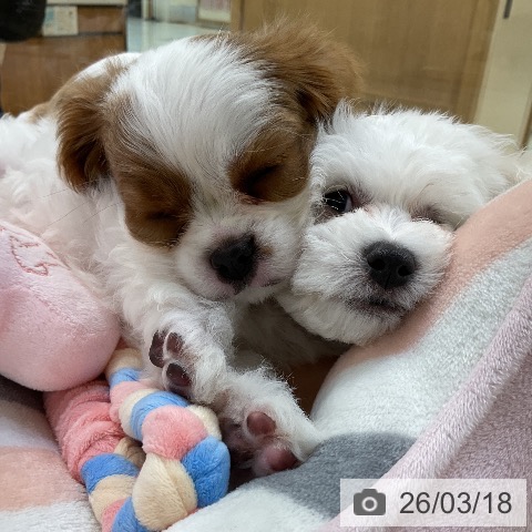 キャバリア・キングチャールズ・スパニエルの写真