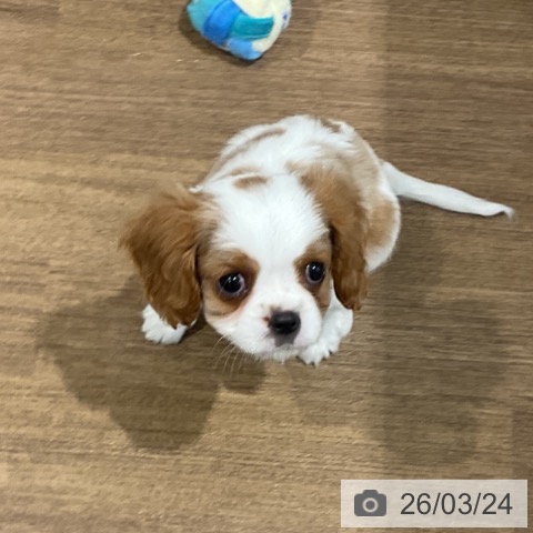 キャバリア・キングチャールズ・スパニエルの写真