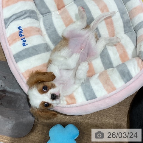 キャバリア・キングチャールズ・スパニエルの写真