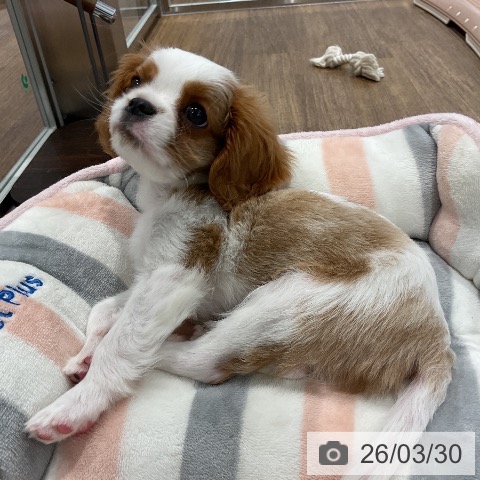 愛知県のキャバリアキングチャールズスパニエル (ペッツワン 東海店/2026年1月16日生まれ/男の子/ブレンハイム)の子犬の3枚目の画像