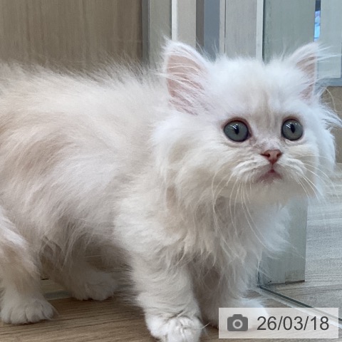 ミヌエットの写真