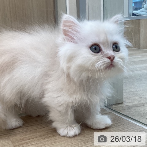 ミヌエットの写真