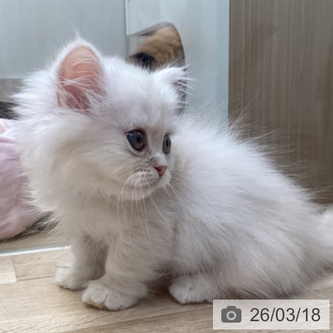 ミヌエットの写真