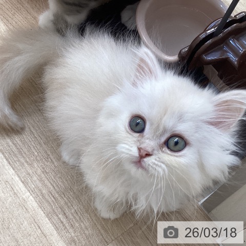 ミヌエットの写真