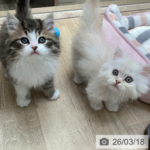 ミヌエットの写真