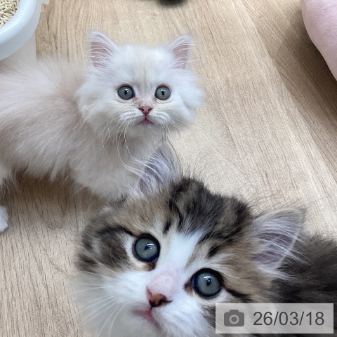 ミヌエットの写真