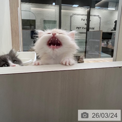 福岡県のミヌエット (ペットプラス ららぽーと福岡店/2026年1月3日生まれ/男の子/カメオタビーホワイト)の子猫の4枚目の画像