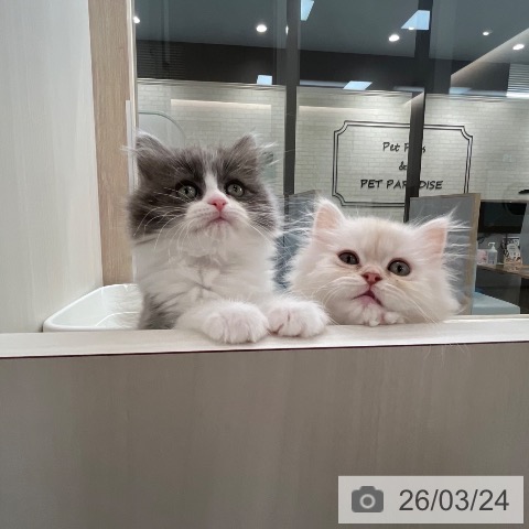 福岡県のミヌエット (ペットプラス ららぽーと福岡店/2026年1月3日生まれ/男の子/カメオタビーホワイト)の子猫の3枚目の画像
