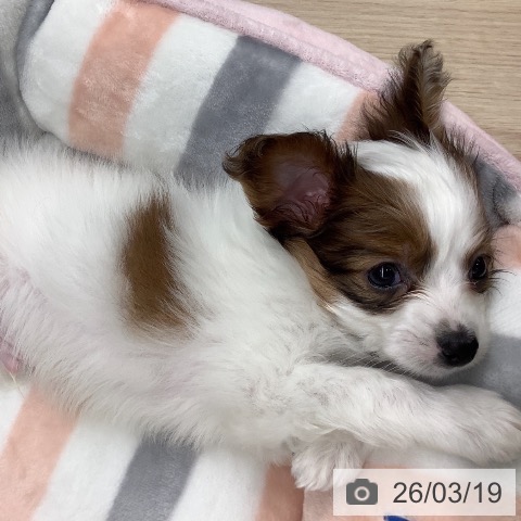 パピヨンの写真