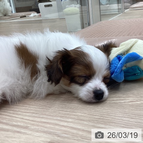 パピヨンの写真