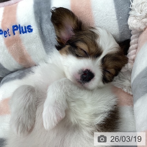 パピヨンの写真