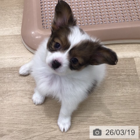 パピヨンの写真