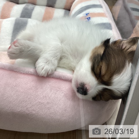 パピヨンの写真