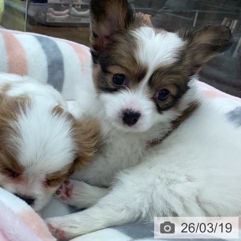 パピヨンの写真