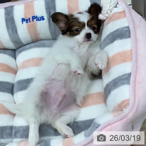 パピヨンの写真