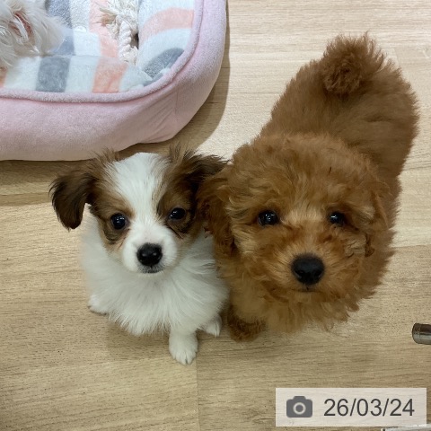 愛知県のパピヨン (ペットプラス 豊橋牧野店/2026年1月15日生まれ/男の子/ホワイトブラウン)の子犬の4枚目の画像