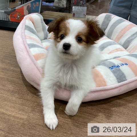 パピヨンの写真