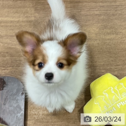 パピヨンの写真