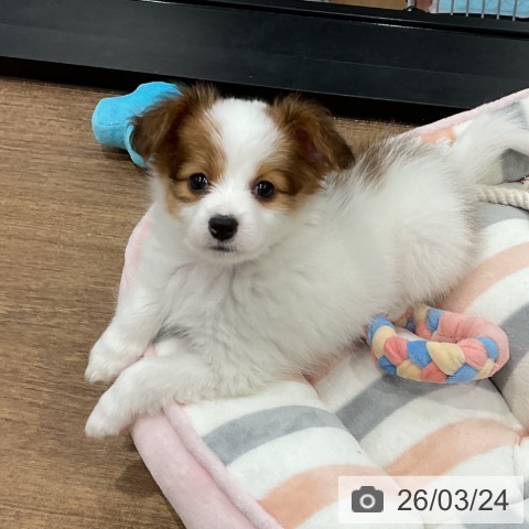 パピヨンの写真