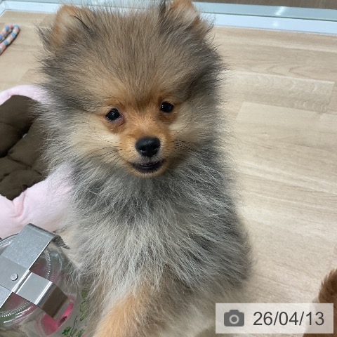 ポメラニアンの写真