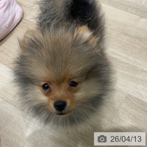 ポメラニアンの写真