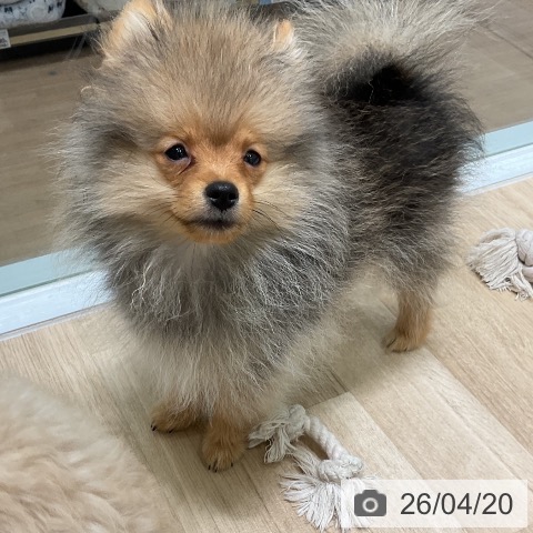 ポメラニアンの写真