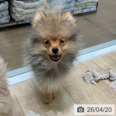 ポメラニアンの写真