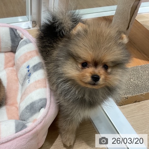 三重県のポメラニアン (ペットプラス 鈴鹿店/2026年1月10日生まれ/男の子/オレンジ)の子犬の4枚目の画像