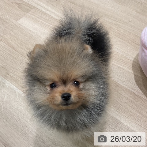 三重県のポメラニアン (ペットプラス 鈴鹿店/2026年1月10日生まれ/男の子/オレンジ)の子犬の3枚目の画像