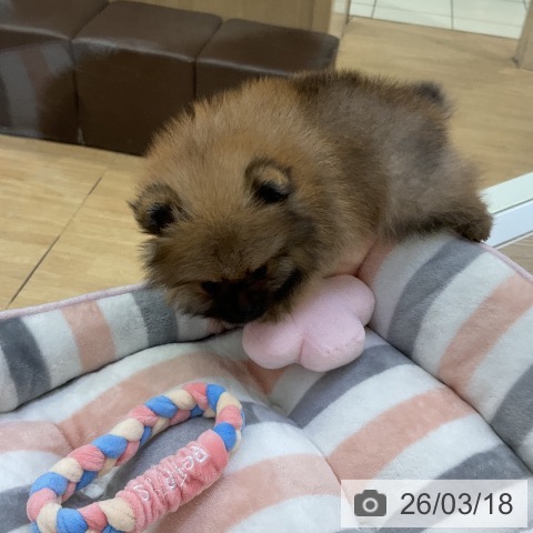 ポメラニアンの写真