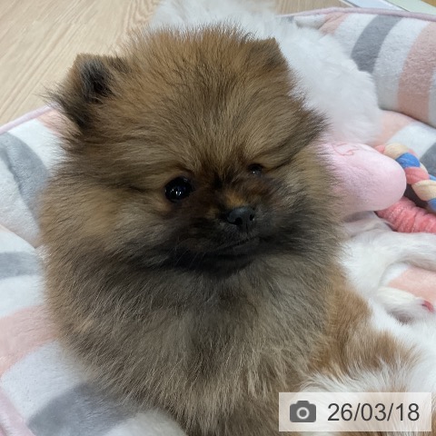 ポメラニアンの写真