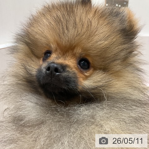 ポメラニアンの写真