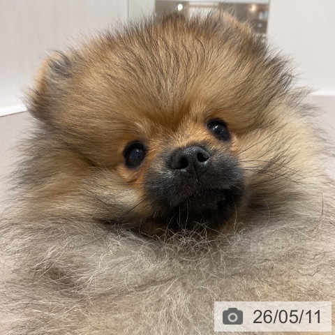 ポメラニアンの写真