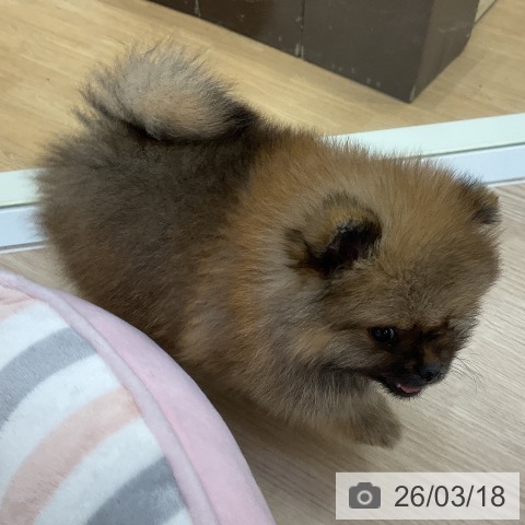 ポメラニアンの写真