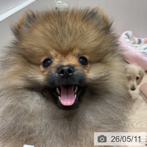 ポメラニアンの写真