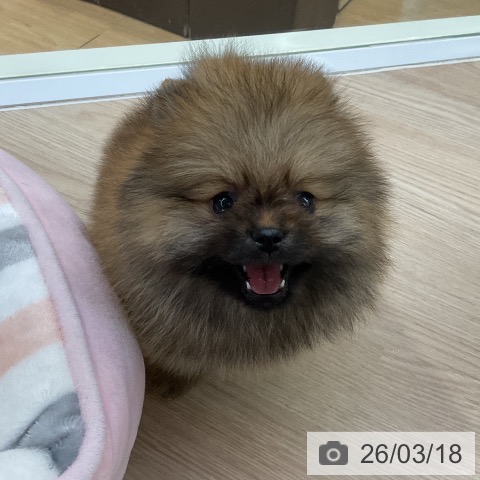 ポメラニアンの写真