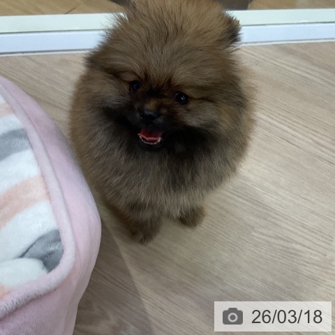 ポメラニアンの写真