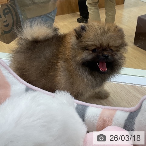 ポメラニアンの写真