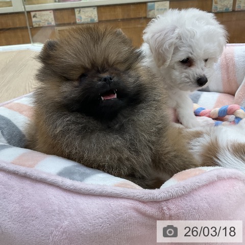 ポメラニアンの写真