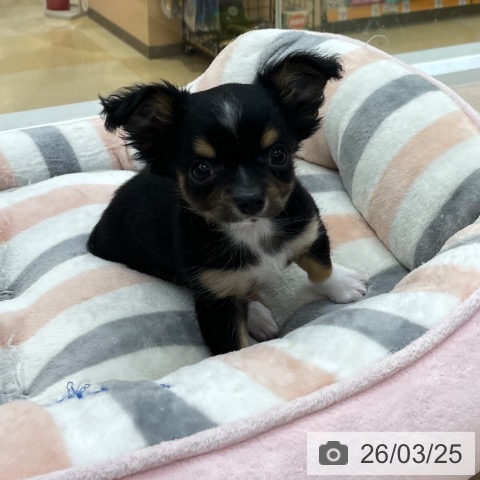 愛知県のチワワ(ロング) (ペットプラス 豊田店/2026年1月15日生まれ/男の子/ブラックタンホワイト)の子犬の4枚目の画像