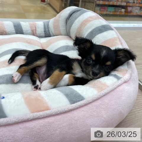 愛知県のチワワ(ロング) (ペットプラス 豊田店/2026年1月15日生まれ/男の子/ブラックタンホワイト)の子犬の3枚目の画像